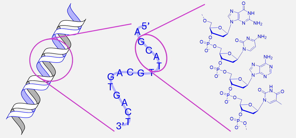 Aufbau DNA