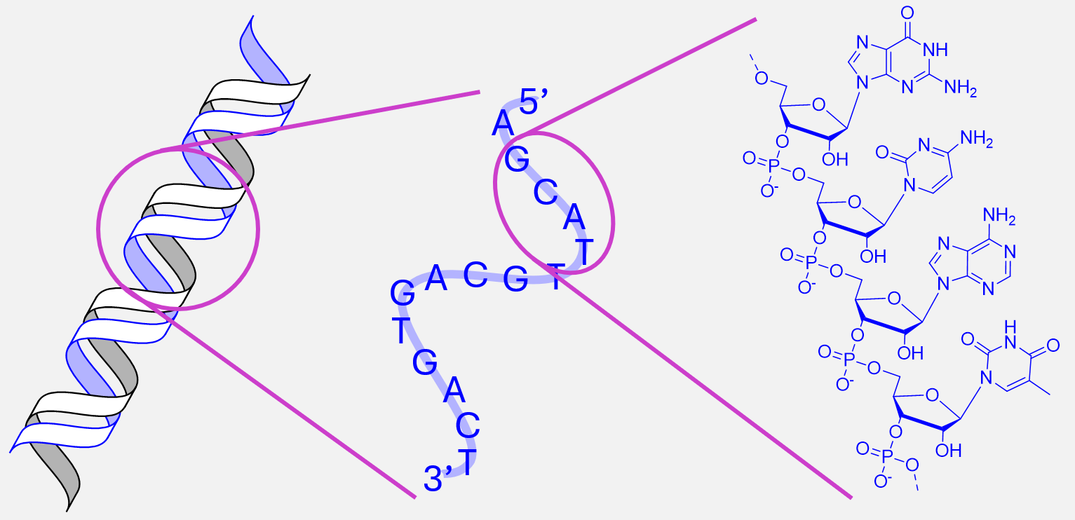 Aufbau DNA